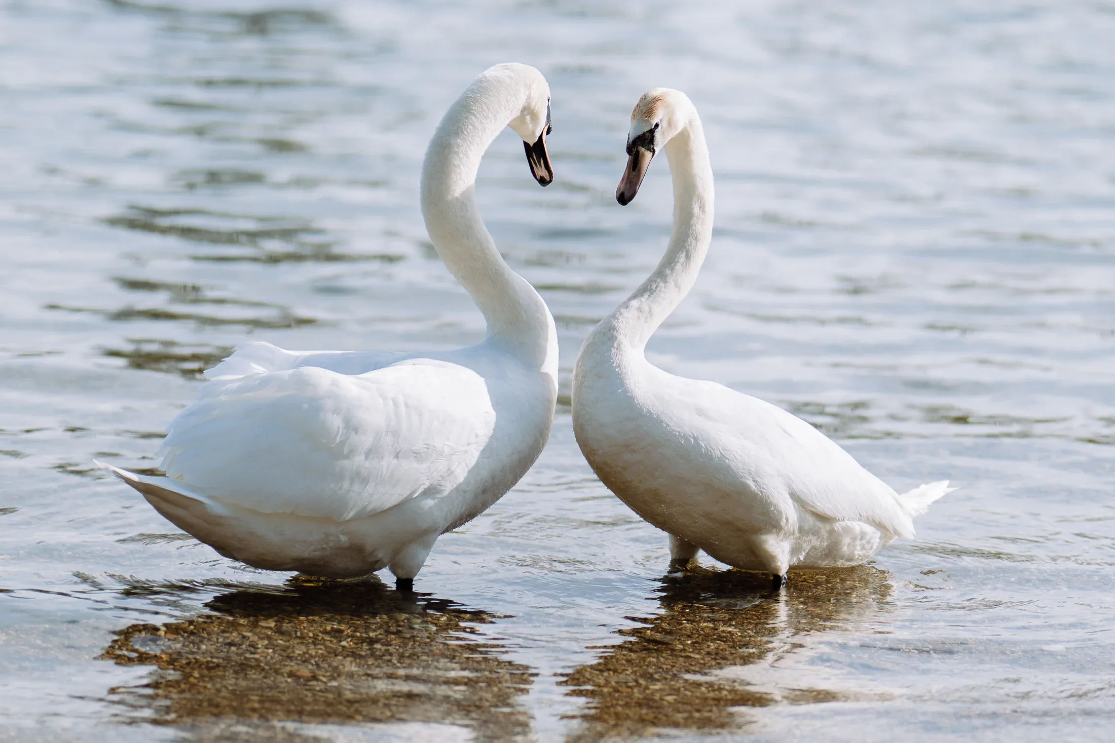 Two white swans on a calm lake